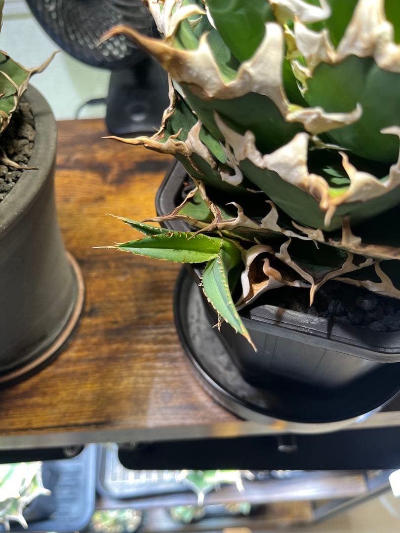 アガベ　オアハカ現地株　子株