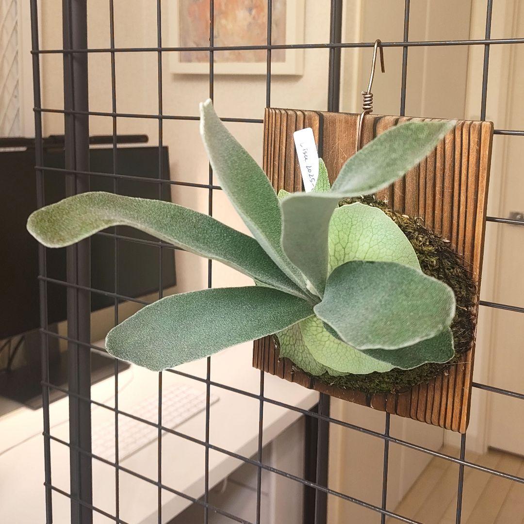P.veitchii 'Lisa' OC子株