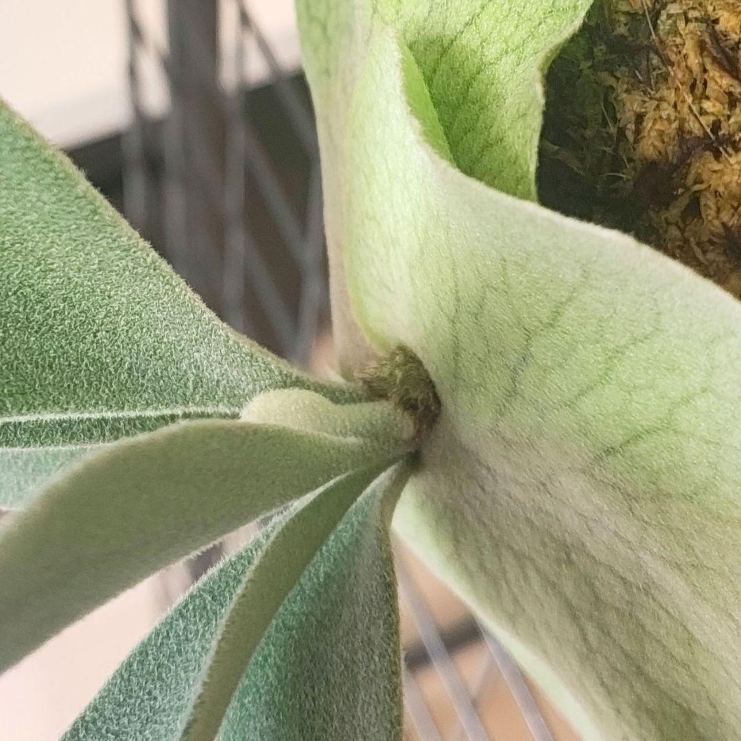P.veitchii 'Lisa' OC子株