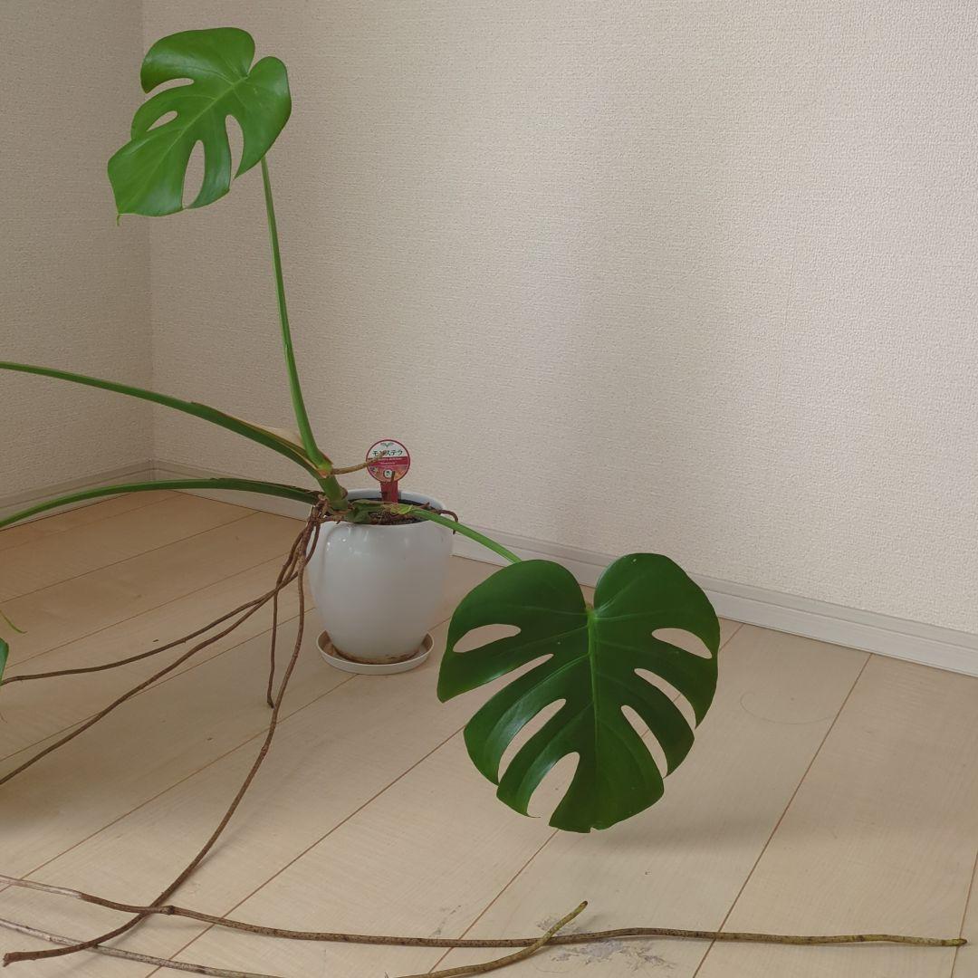 モンステラ 観葉植物 鉢植え付き
