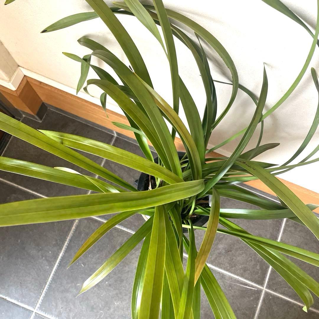 キンリョウヘン＊ミツバチを呼ぶ蘭＊金稜辺＊花芽6個付き＊