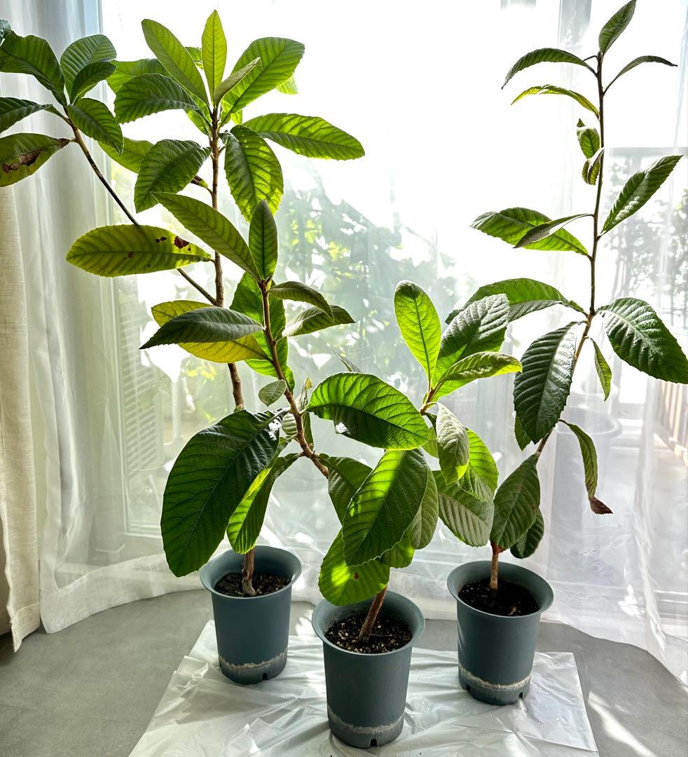 3本◼️枇杷の木 枇杷の葉 ビワ　びわの苗木 びわの木 果樹苗 ビワの木　びわの葉