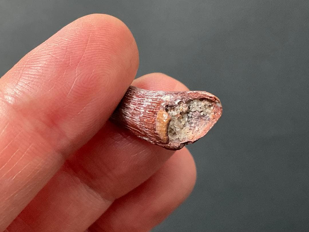 翼竜 化石 [PT15] コロボリンクス 恐竜の歯 希少 レア