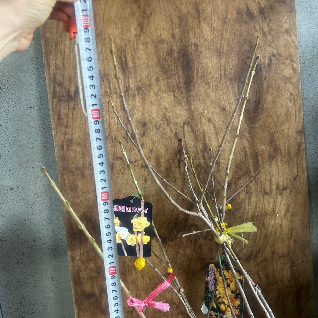 蝋梅苗　ロウバイ　ろうばい　2種　2苗価格　満月　福寿