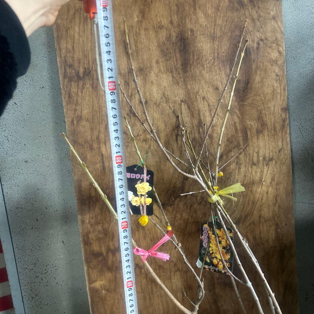 蝋梅苗　ロウバイ　ろうばい　2種　2苗価格　満月　福寿