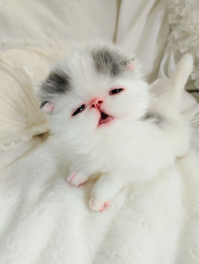 生後２週間♡おっとり♡子猫ちゃん♡アートドール♡ぬいぐるみ♡