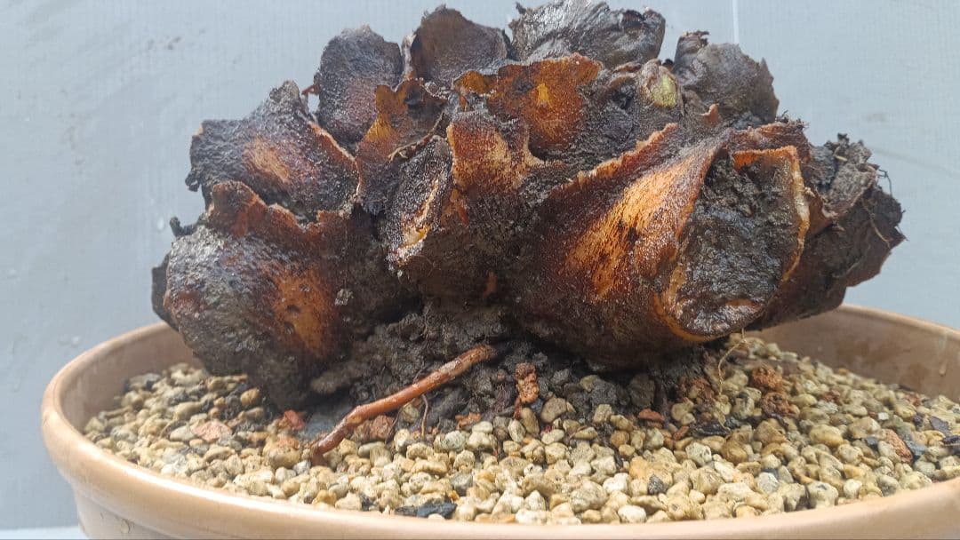 亜熱帯のシダ　リュウビンタイ　奄美大島産　⑥　芯付き