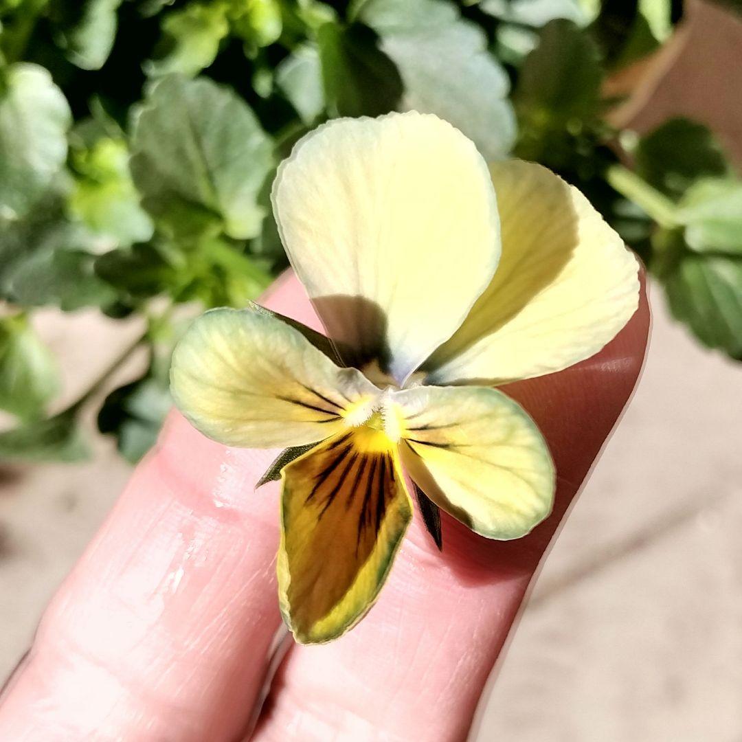 ビオラ　すみれ　図鑑　苗　E番 パンジー　レディ　マイガール　アントワネ