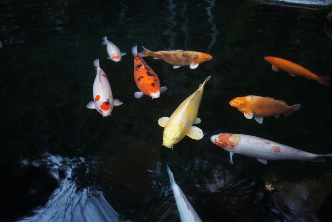 【動作確認済並品】Nikon Ai 24mm f2.8 初期保証付き