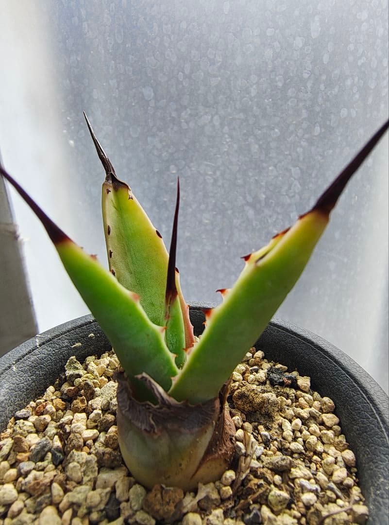 竹内矮性　マクロアカンサ　アガベ　短葉　強刺