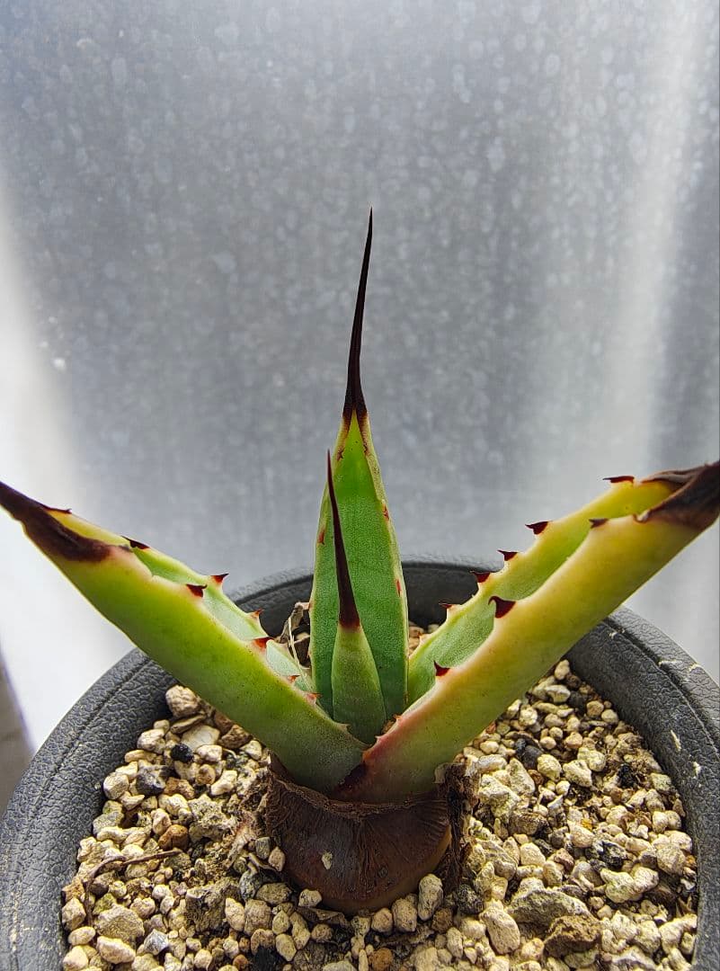 竹内矮性　マクロアカンサ　アガベ　短葉　強刺