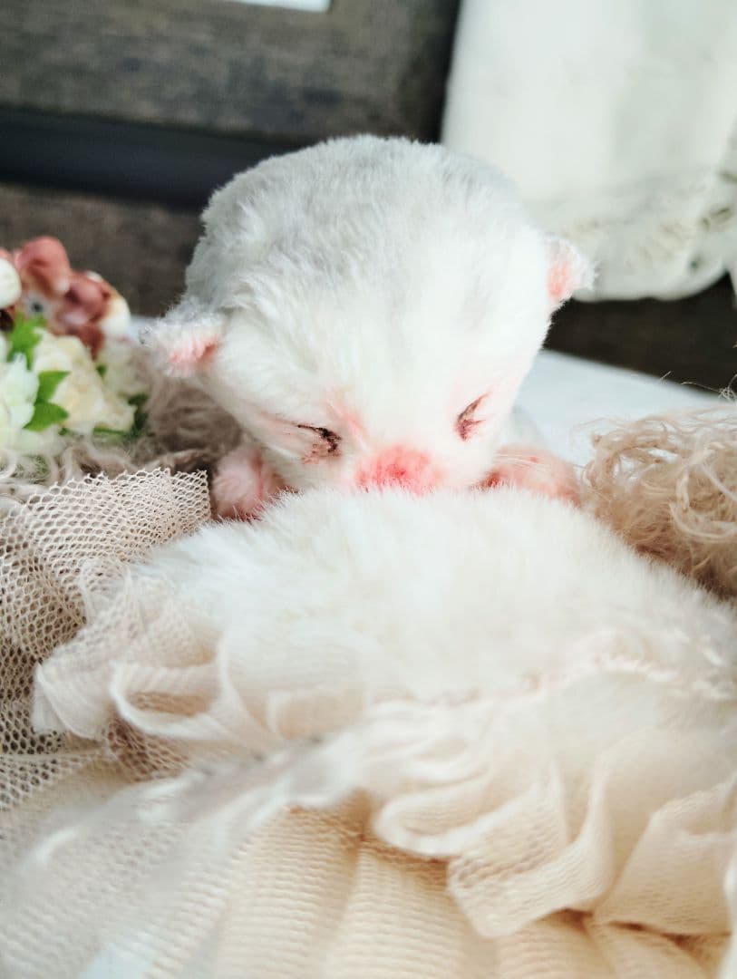 生後１日♡生まれたて子猫ちゃん♡おねんねセット♡アートドール♡ぬいぐるみ♡