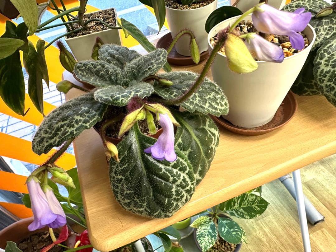 ストレプトカーパス　プリティタートル