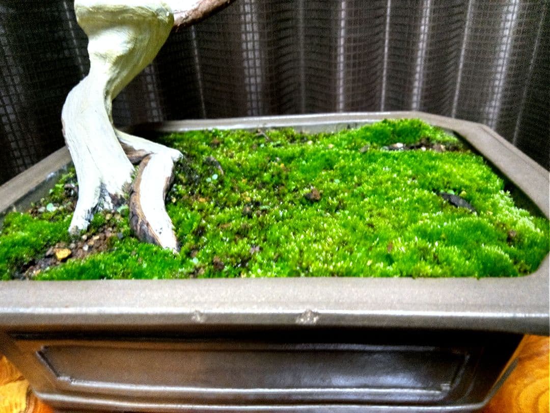 【中品 　糸魚川真柏盆栽】　　　⭕ タケシ様…専用❗