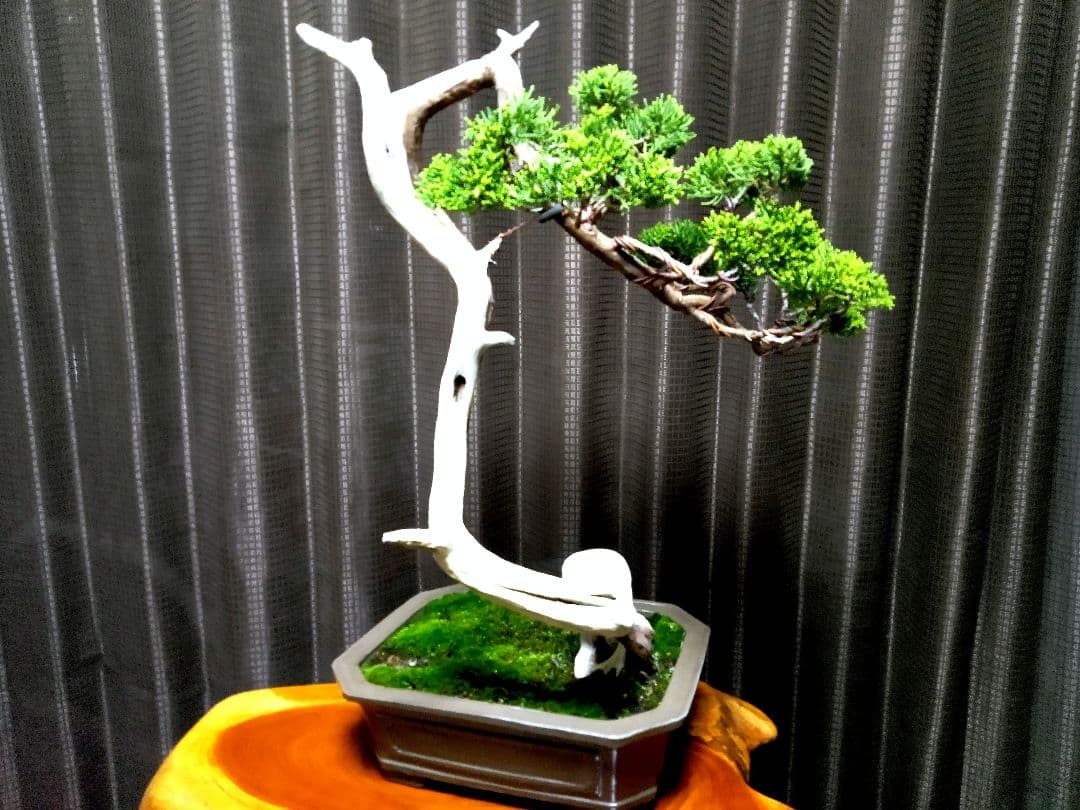 【中品 　糸魚川真柏盆栽】　　　⭕ タケシ様…専用❗