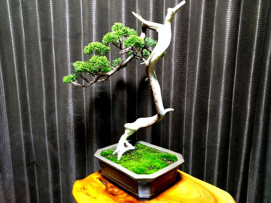 【中品 　糸魚川真柏盆栽】　　　⭕ タケシ様…専用❗