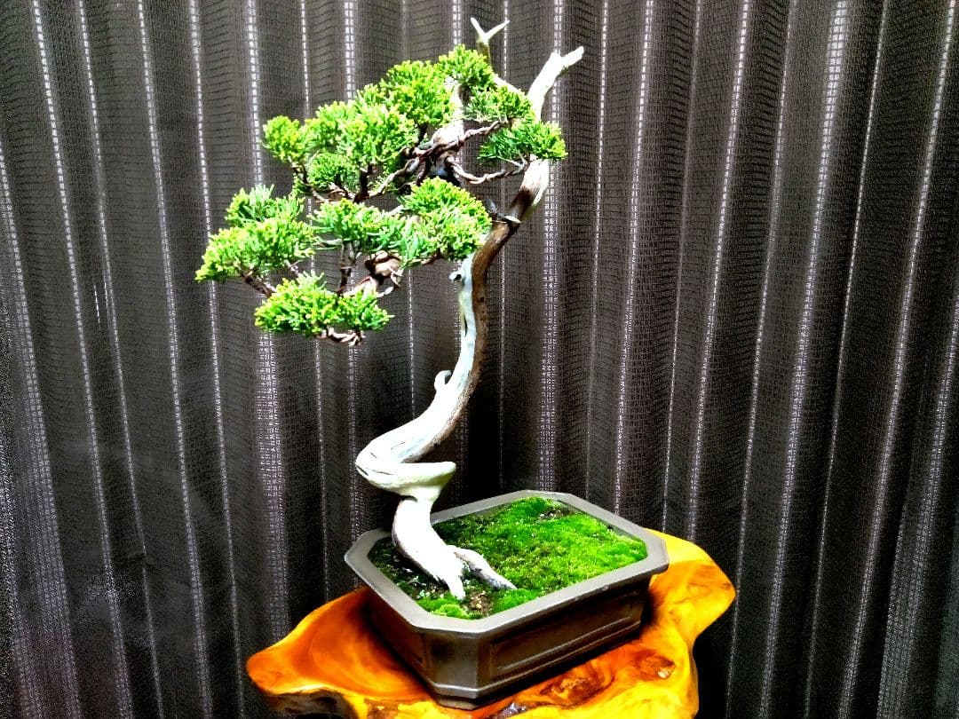 【中品 　糸魚川真柏盆栽】　　　⭕ タケシ様…専用❗