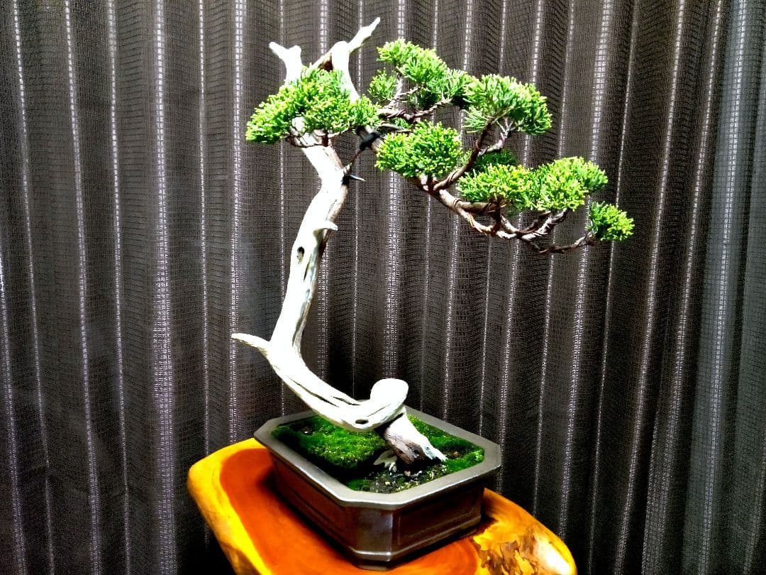 【中品 　糸魚川真柏盆栽】　　　⭕ タケシ様…専用❗