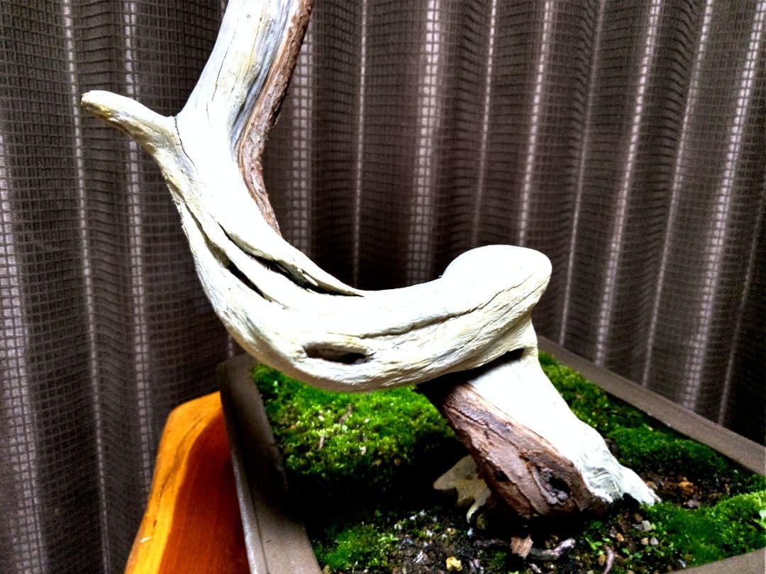 【中品 　糸魚川真柏盆栽】　　　⭕ タケシ様…専用❗