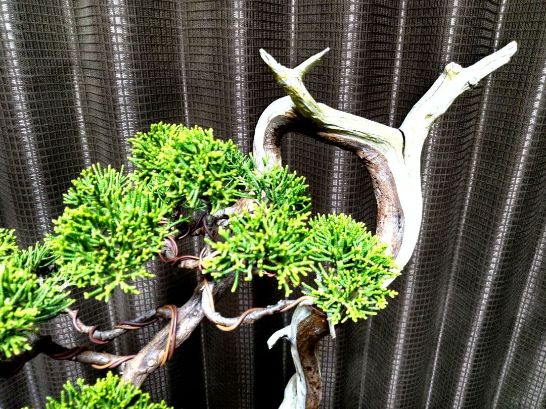 【中品 　糸魚川真柏盆栽】　　　⭕ タケシ様…専用❗