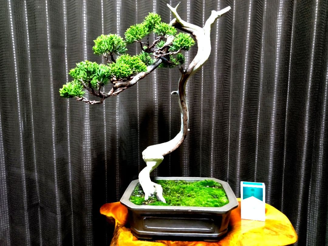 【中品 　糸魚川真柏盆栽】　　　⭕ タケシ様…専用❗