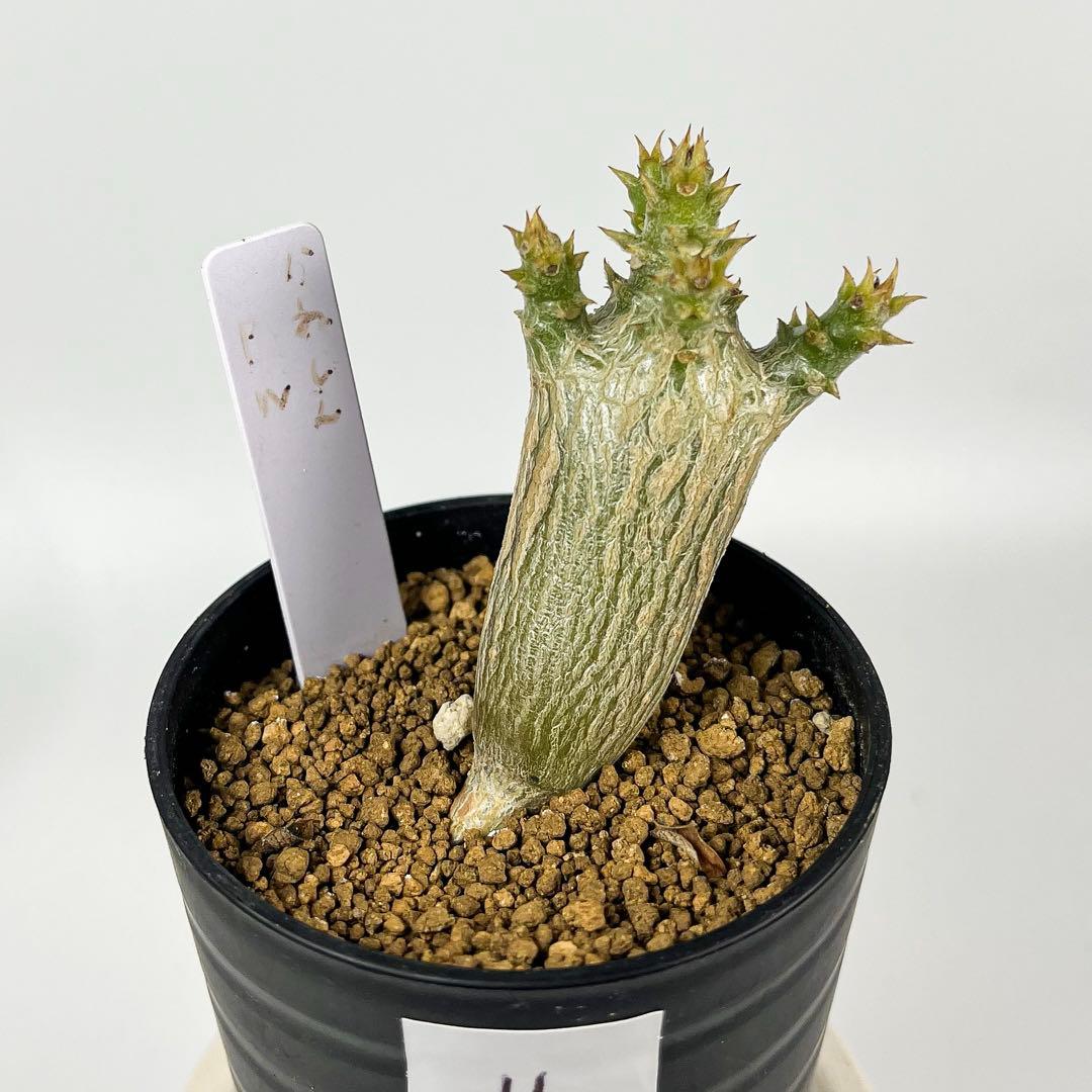 国内実生 パキポディウム・ウィンゾリー 11