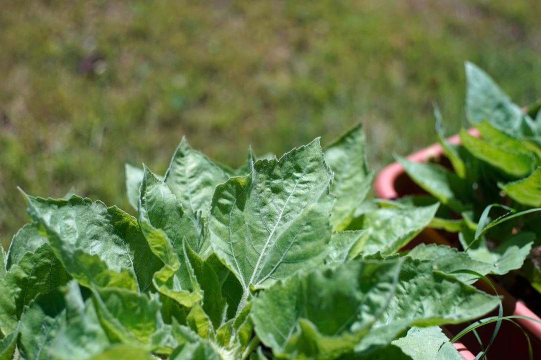 RICOH XR RIKENON 50mm f2 L 整備済 完動品 012