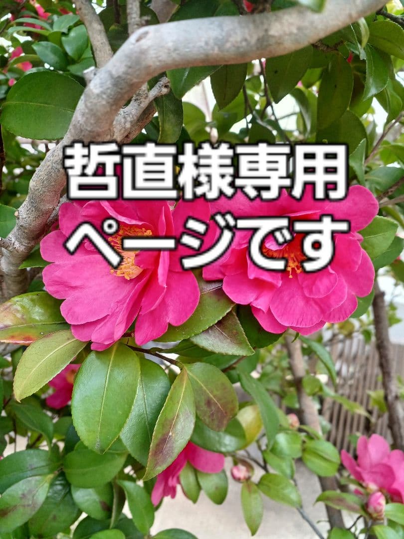 哲直•ハワイアンキルトトートバッグ(シーサー)