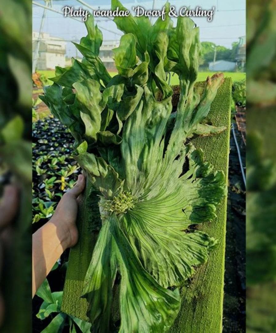 ビカクシダ　ワンダエ　ドワーフ(TC) コルク付けa