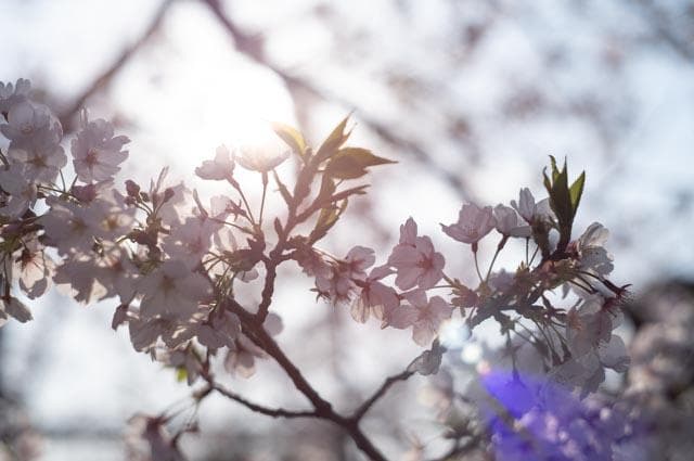 【オールドレンズ】Super Takumar 55mm f1.8 前期