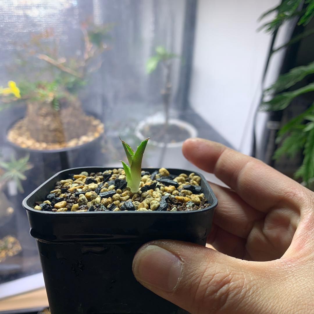 アガベ プテラノドンoc株