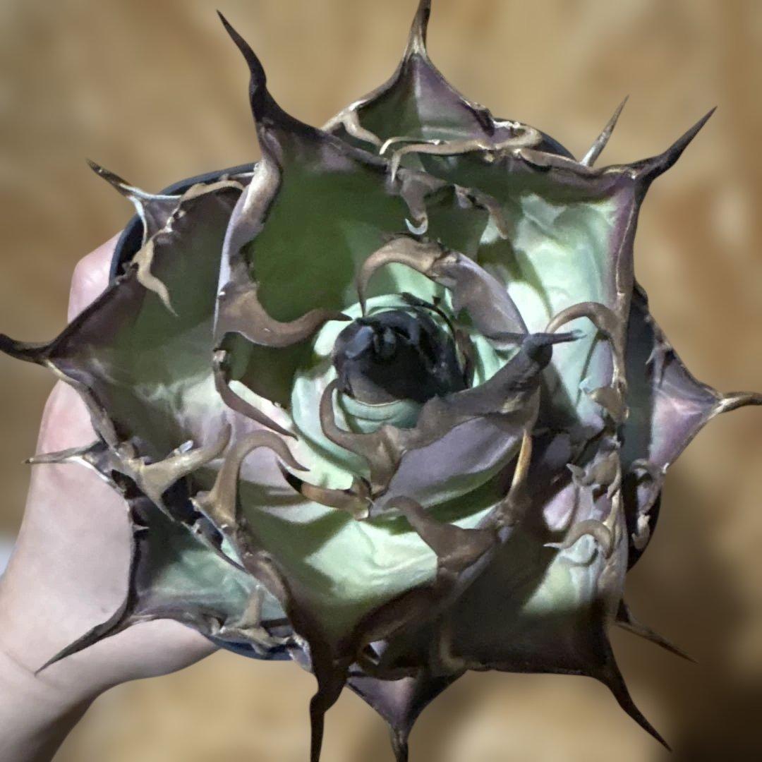 アガベ チタノタ ハデス 強鋸歯 ゴツ棘 トップスピン強 締まりボール