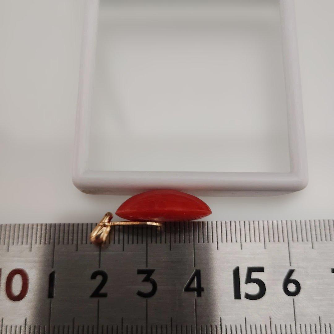 サンゴ　ルース