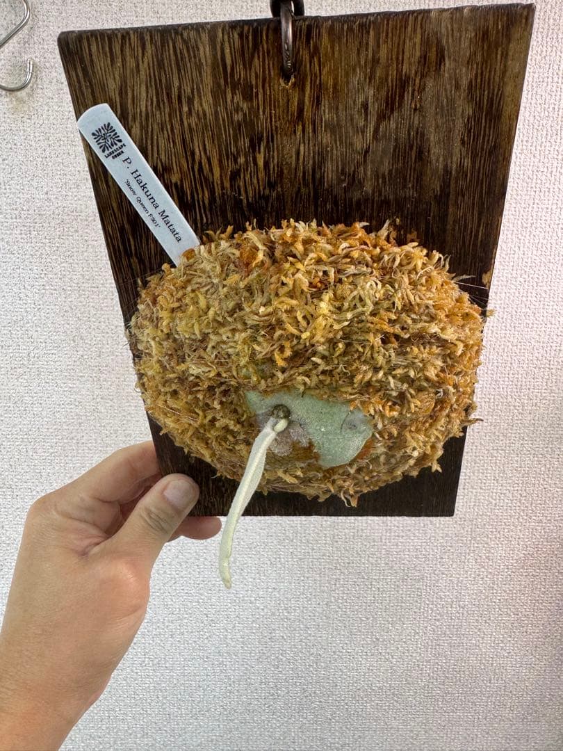 P. Hakuna Matata ハクナマタタ　ビカクシダ F301 OC