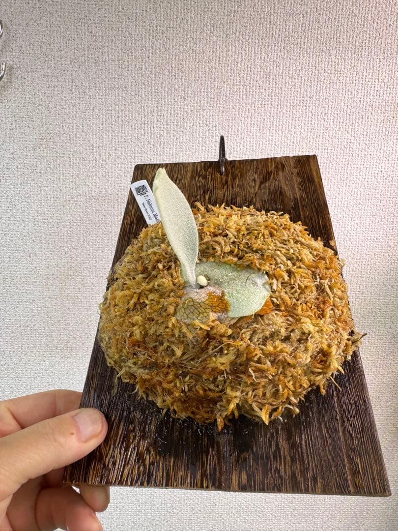 P. Hakuna Matata ハクナマタタ　ビカクシダ F301 OC