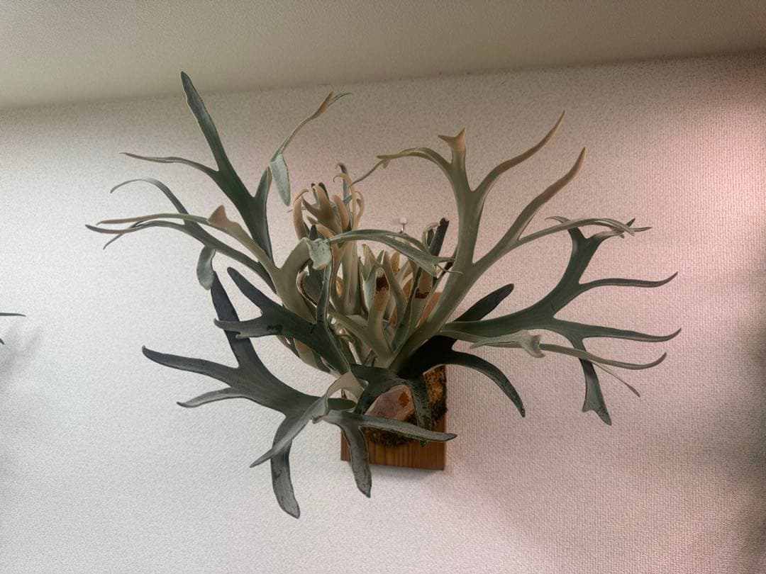 P. Hakuna Matata ハクナマタタ　ビカクシダ F301 OC