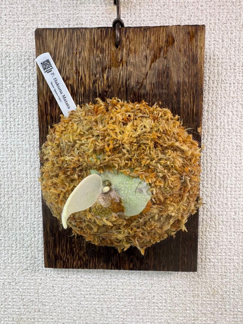 P. Hakuna Matata ハクナマタタ　ビカクシダ F301 OC