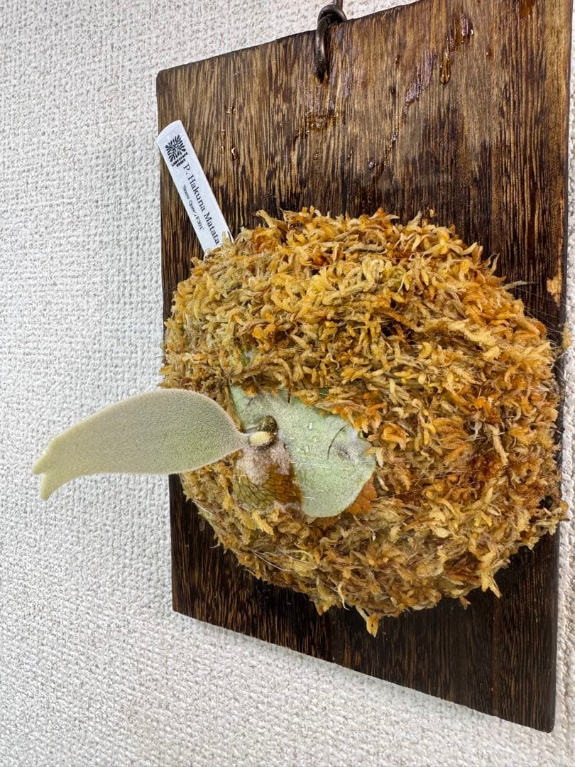 P. Hakuna Matata ハクナマタタ　ビカクシダ F301 OC