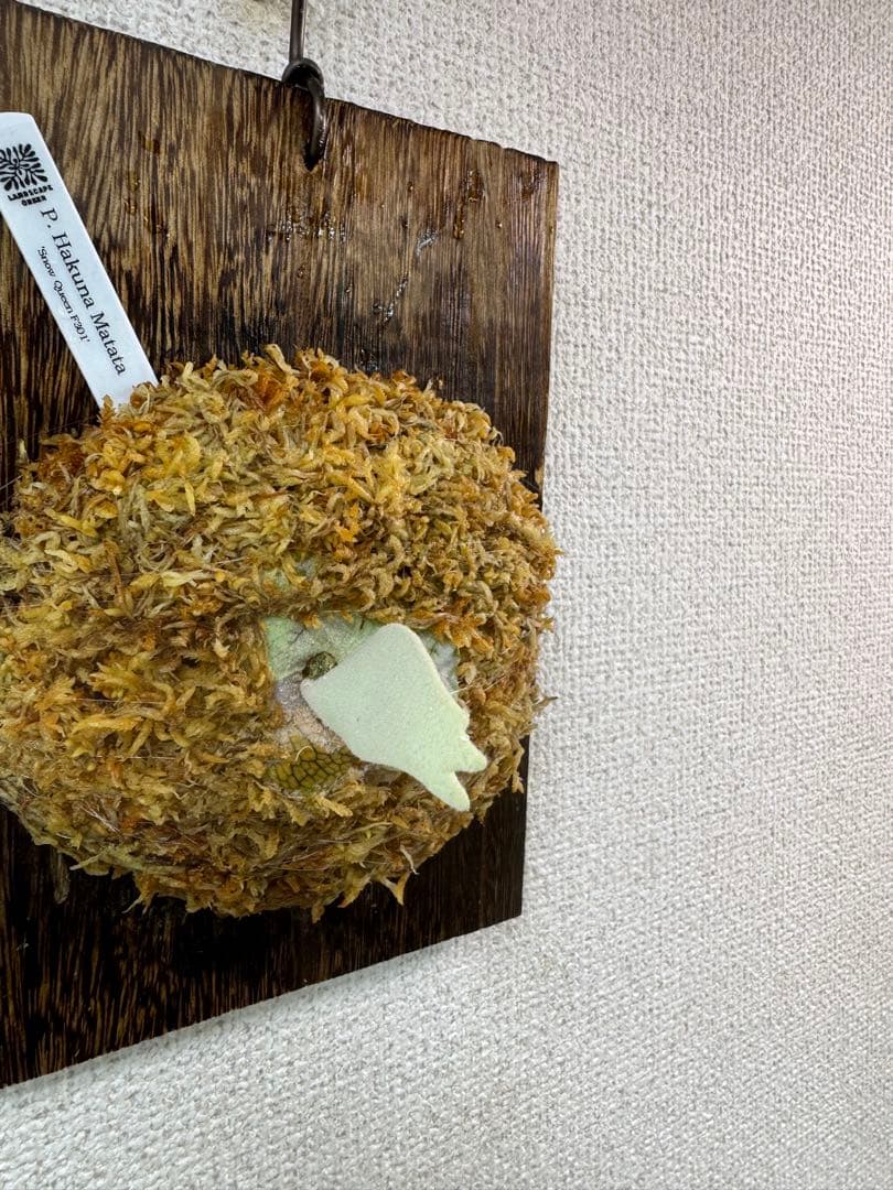 P. Hakuna Matata ハクナマタタ　ビカクシダ F301 OC