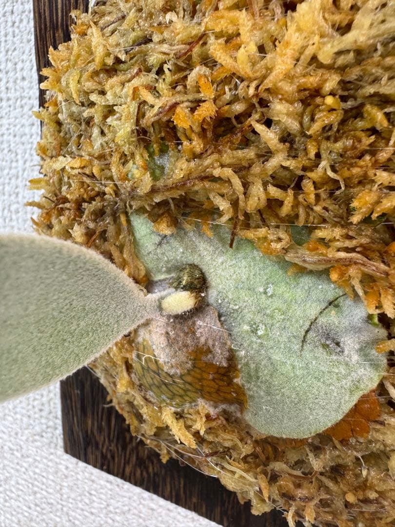 P. Hakuna Matata ハクナマタタ　ビカクシダ F301 OC