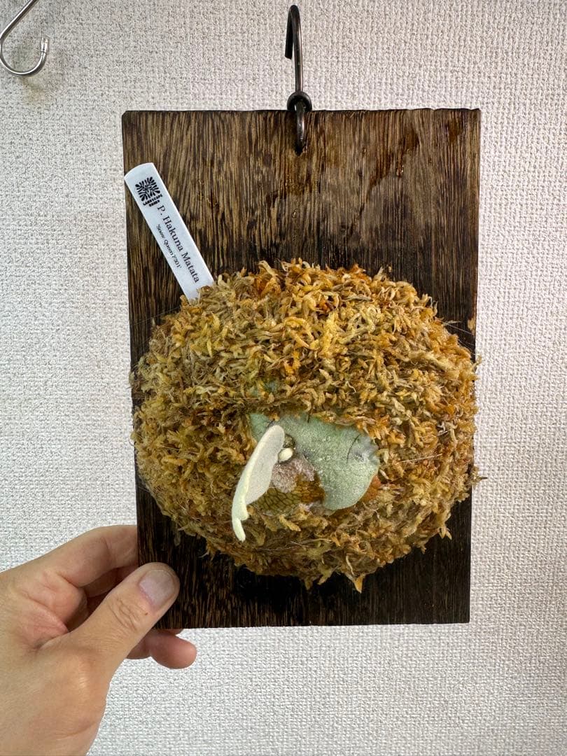 P. Hakuna Matata ハクナマタタ　ビカクシダ F301 OC