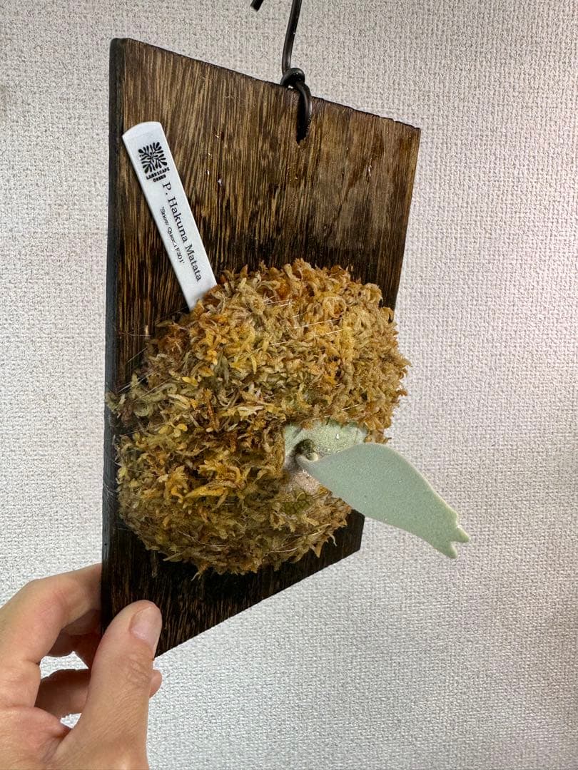 P. Hakuna Matata ハクナマタタ　ビカクシダ F301 OC