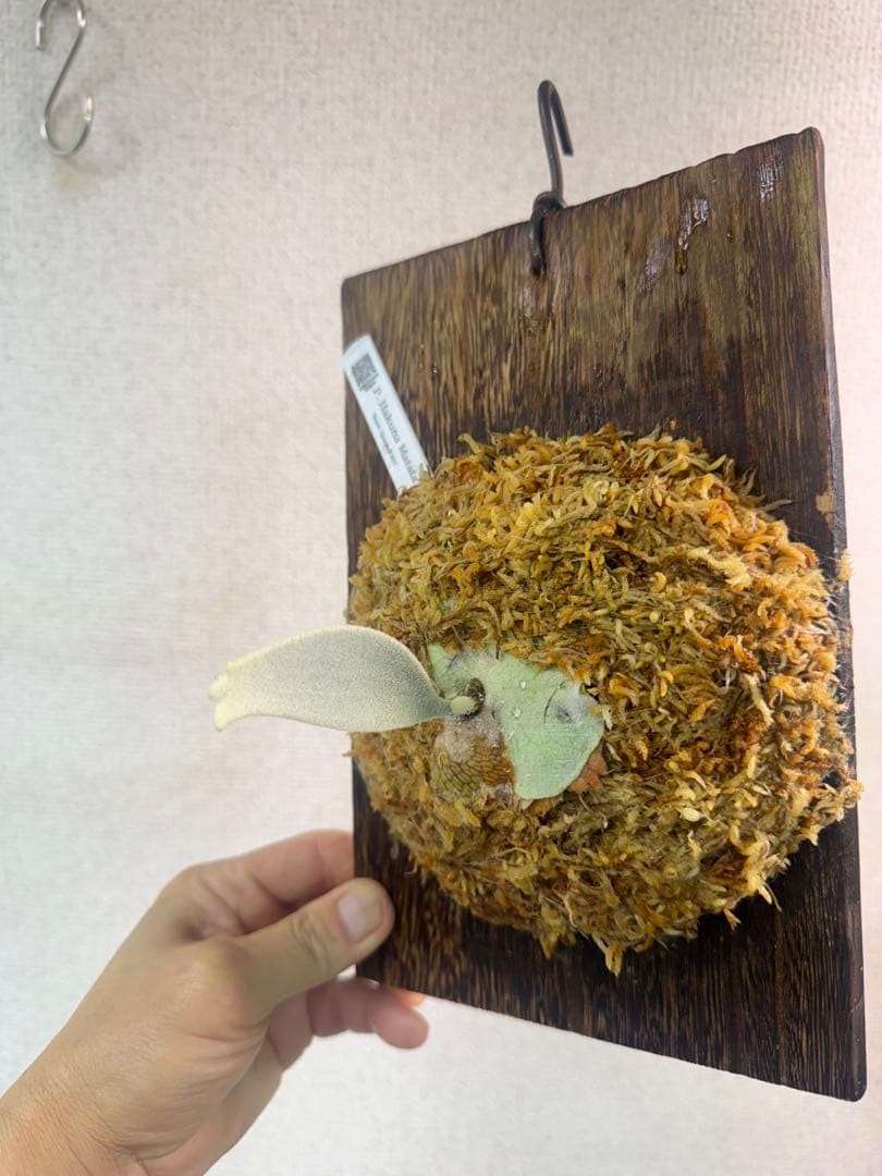 P. Hakuna Matata ハクナマタタ　ビカクシダ F301 OC