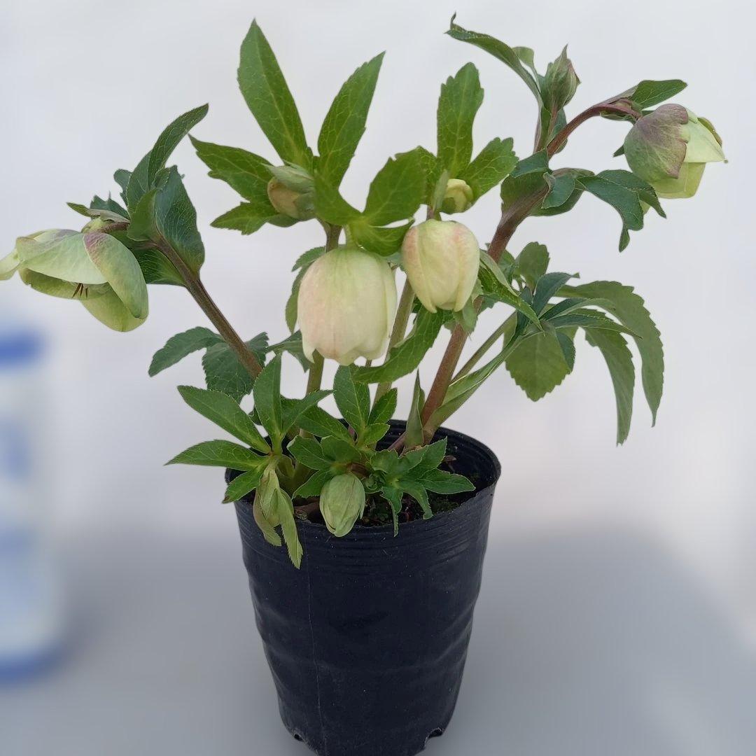 専用、可愛いグリーンの小花♪2種植えクリスマスローズ、苗、開花株