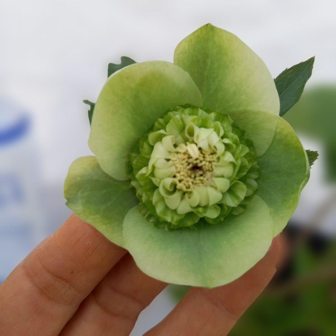 専用、可愛いグリーンの小花♪2種植えクリスマスローズ、苗、開花株
