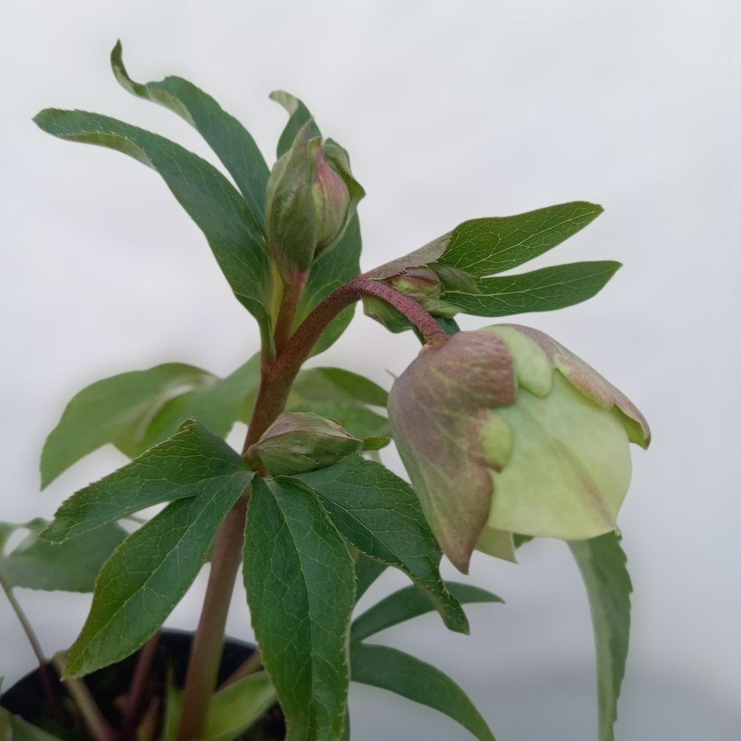 専用、可愛いグリーンの小花♪2種植えクリスマスローズ、苗、開花株