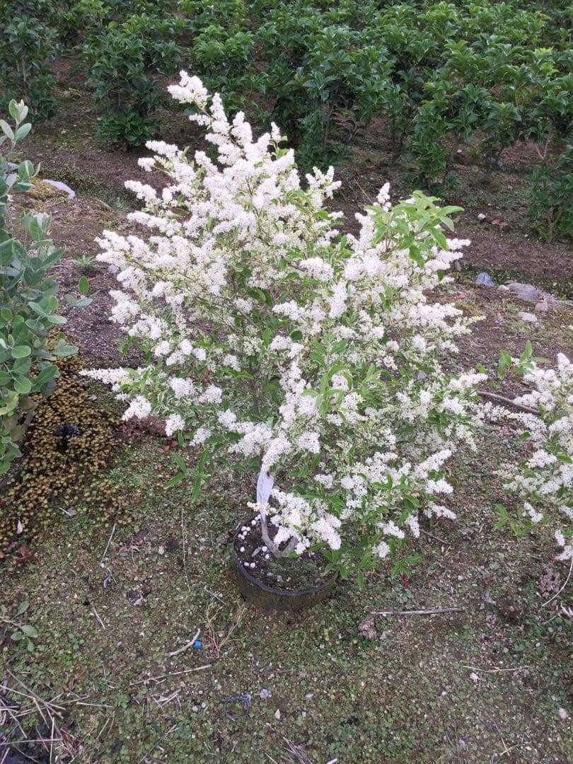 7-8【シルバープリペット】樹高約122cm【送料込み】