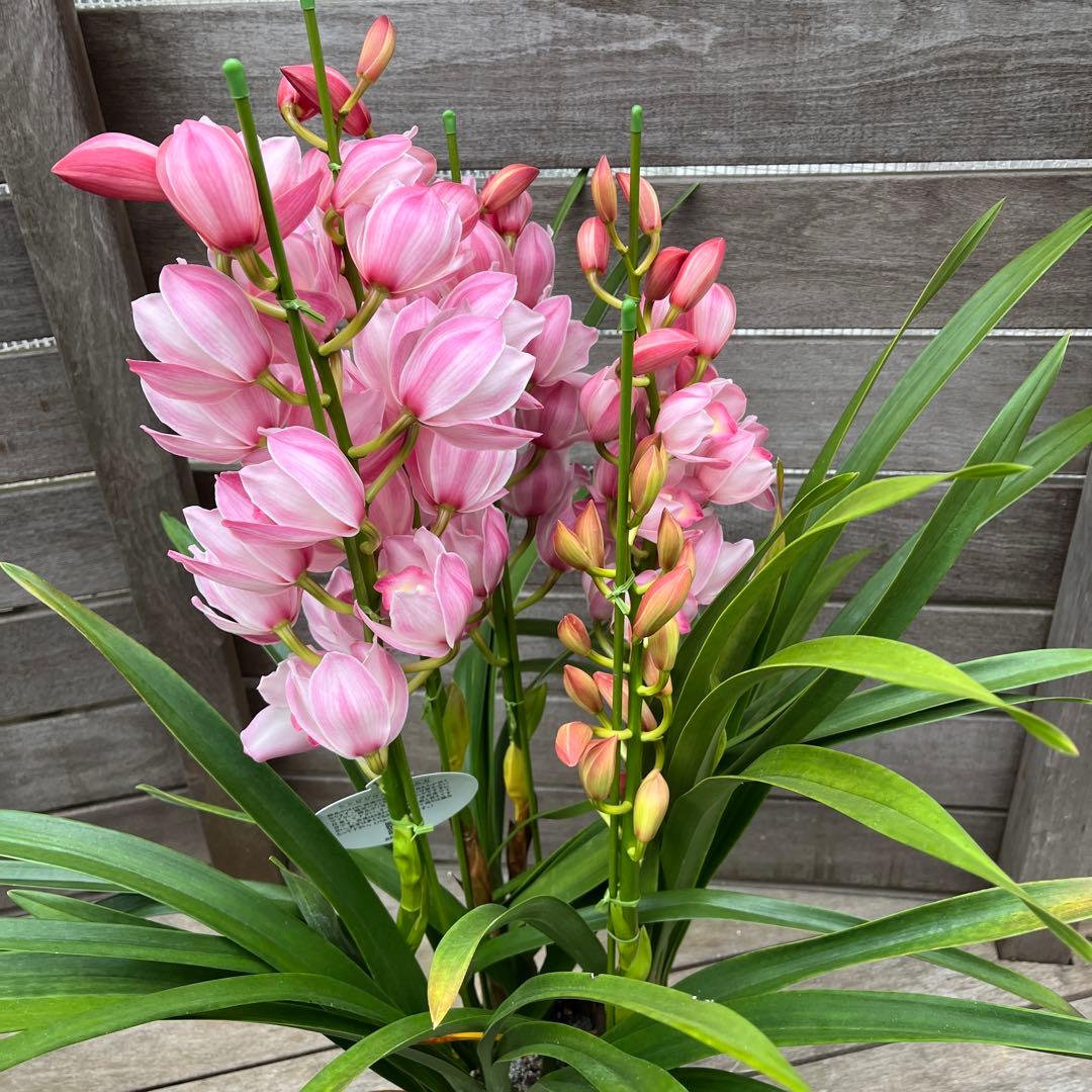 可愛く華やか　５本立ち　シンビジューム　花の絆　6.５号