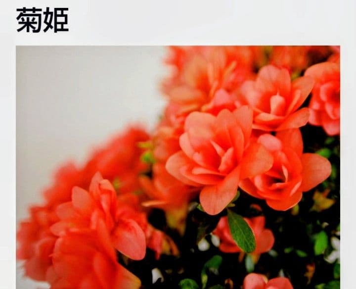 カッチャン❢　皐月盆栽　さつき盆栽　サツキ盆栽