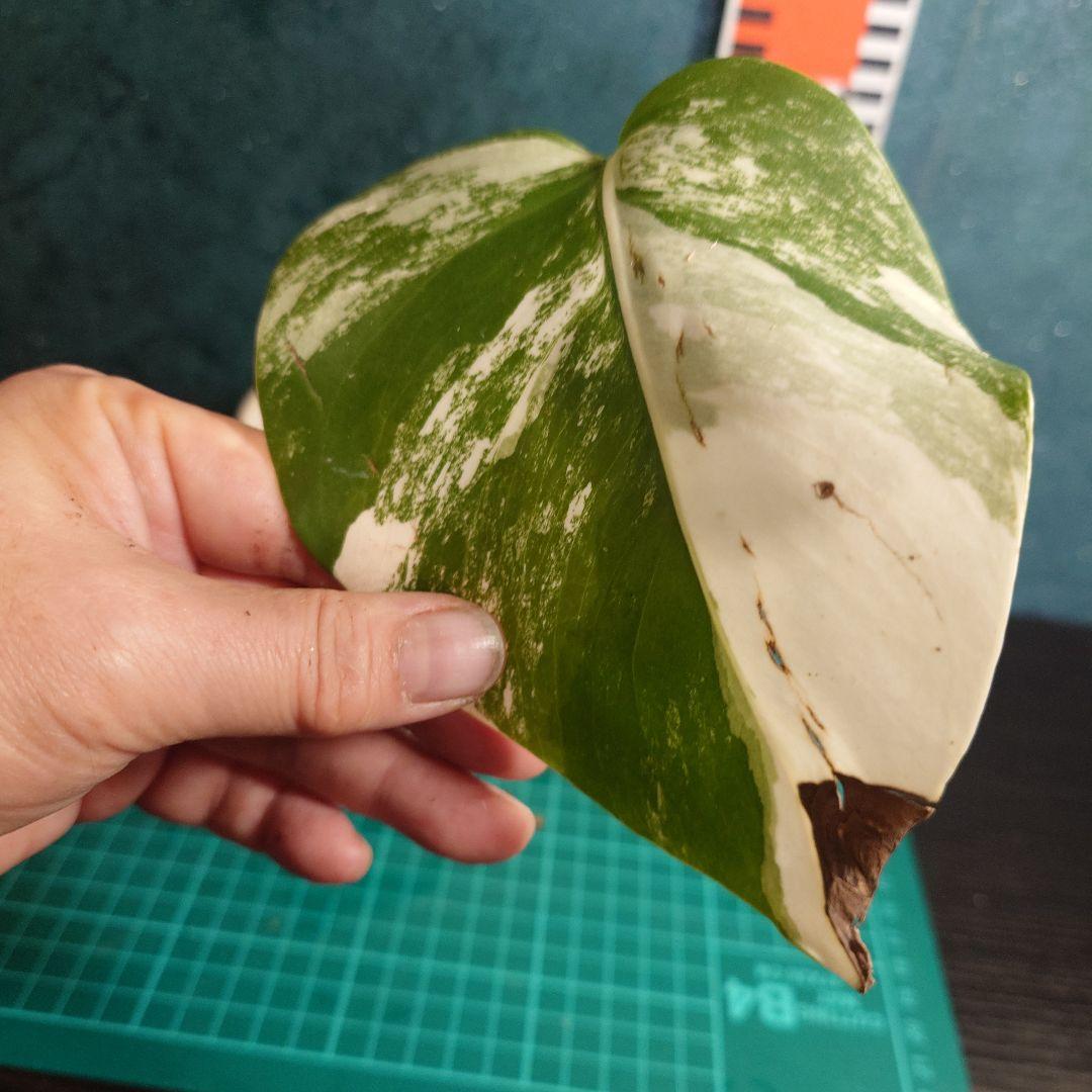 すぱくん　専用ページ